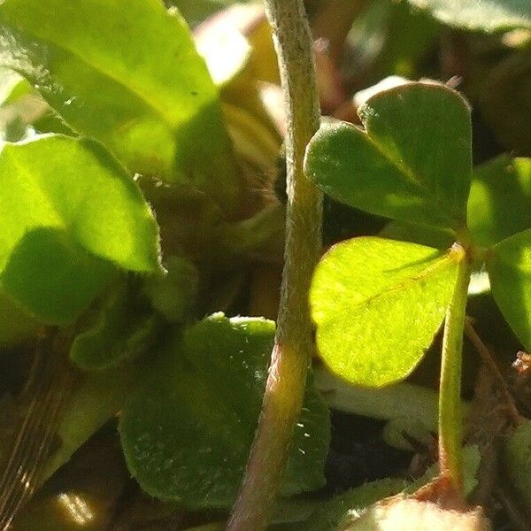 Bellis perennis 樹皮