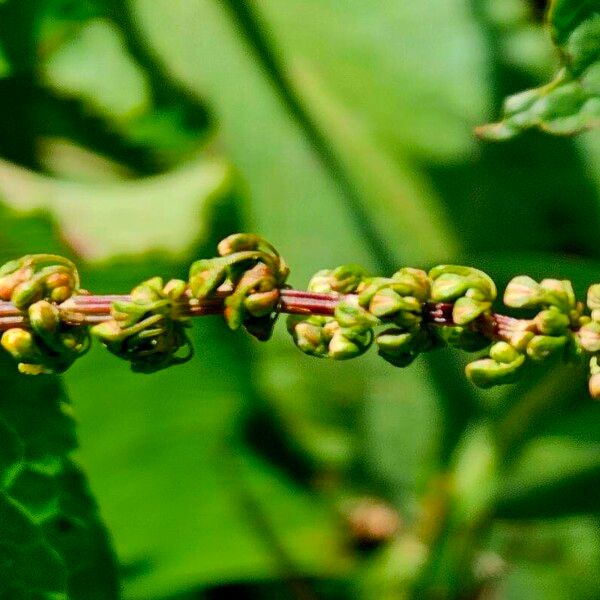 Rumex conglomeratus Ďalší