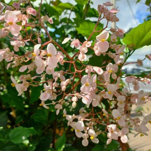 Begonia obliqua Blomma