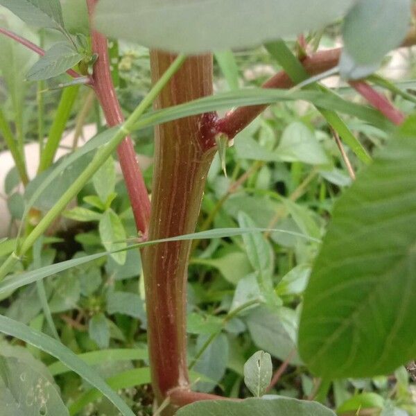 Amaranthus spinosus Bark