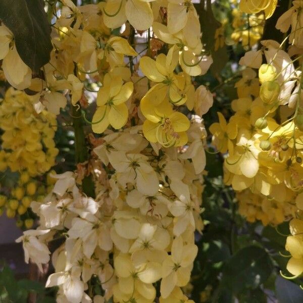 Cassia fistula Flor