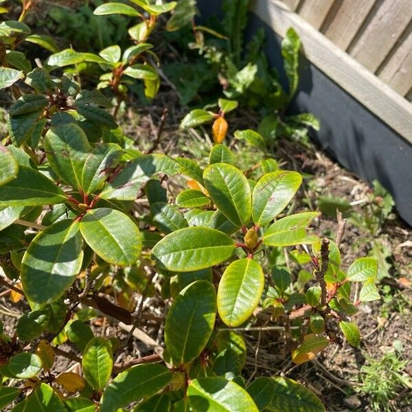 Rhododendron aureum Leaf