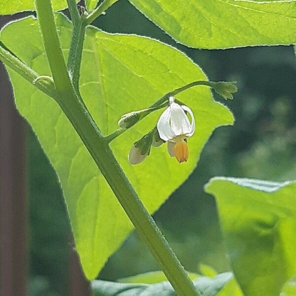 Solanum americanum Květ