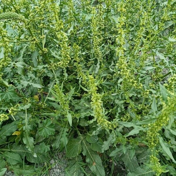 Rumex conglomeratus Leaf