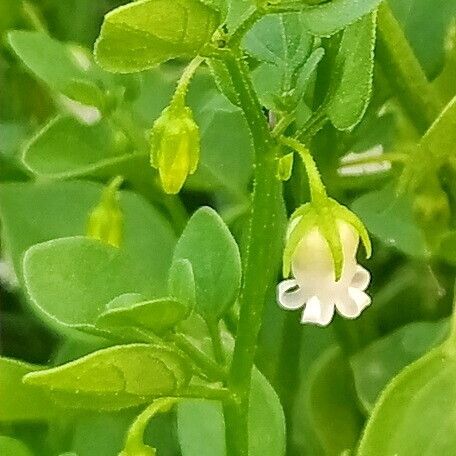 Salpichroa origanifolia Fleur