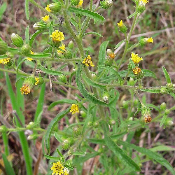 Dittrichia graveolens Flor