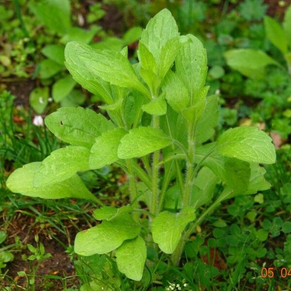 Erigeron sumatrensis Fuelha