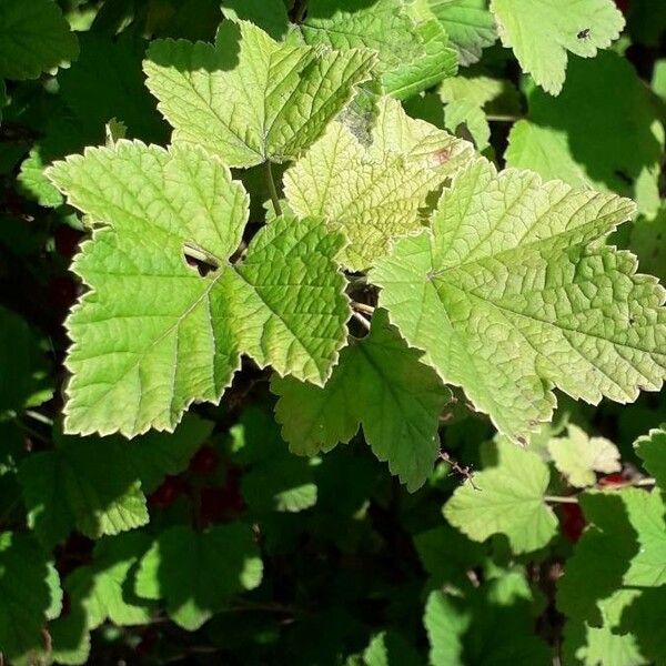 Ribes rubrum Folio