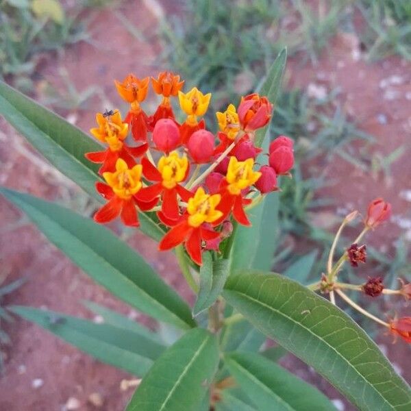 Asclepias curassavica Květ