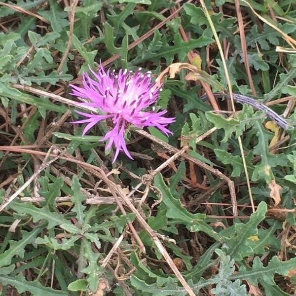 Centaurea aspera Flor