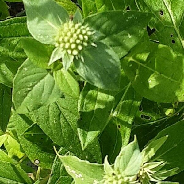 Pycnanthemum muticum Flower