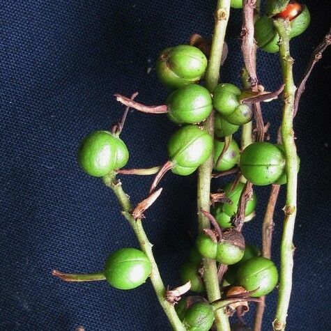 Alchornea latifolia Other