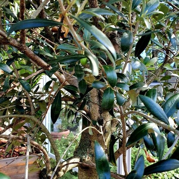 Olea europaea Buveinė