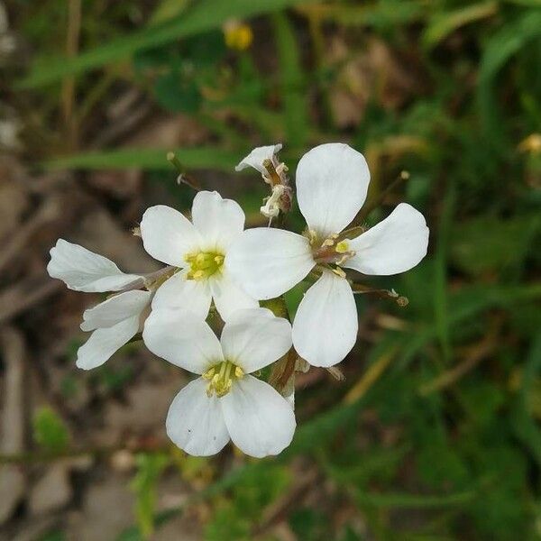 Coincya tournefortii Flower