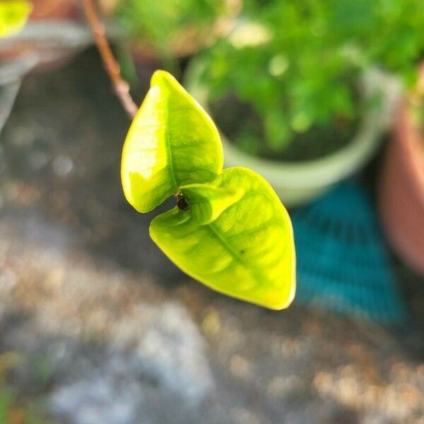 Wrightia antidysenterica Leaf