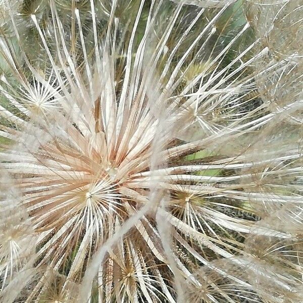 Tragopogon dubius 果實