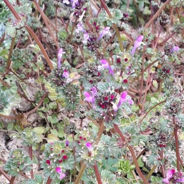 Lamium amplexicaule പുഷ്പം