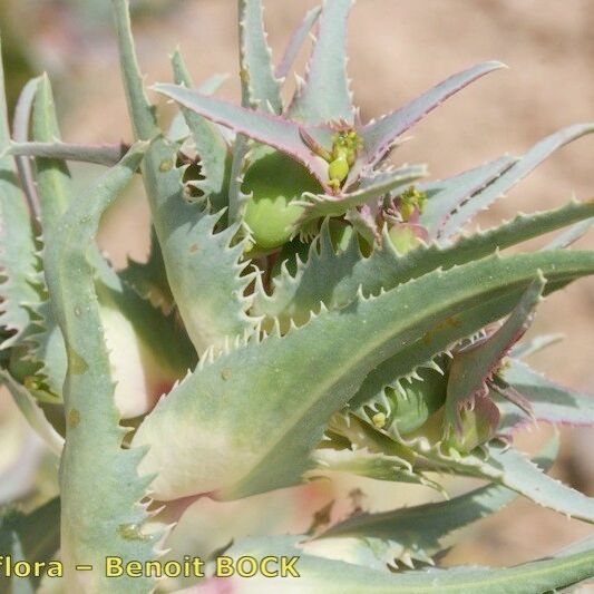 Euphorbia retusa Outro