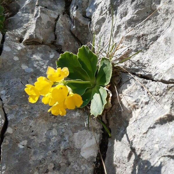 Primula auricula Habitus