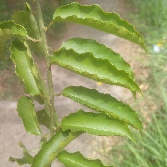 Trichostigma octandrum Φύλλο