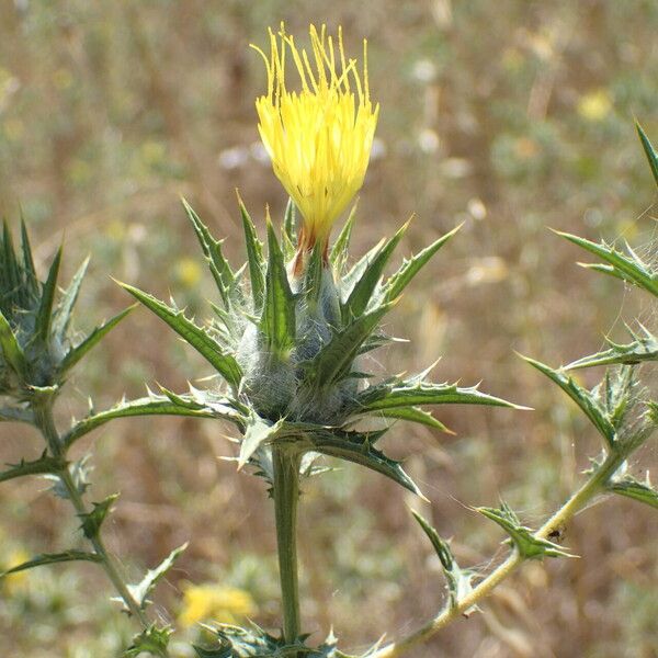 Carthamus lanatus Květ