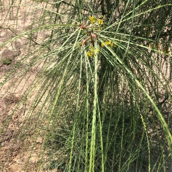 Parkinsonia aculeata Leaf