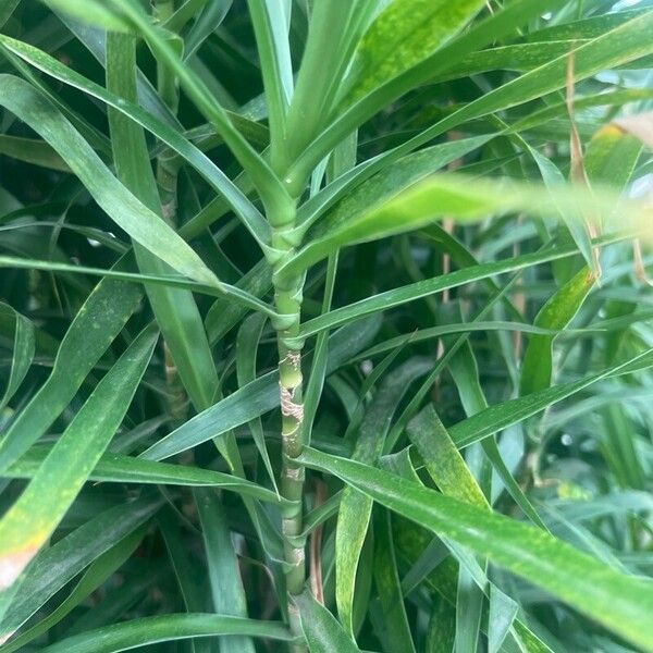 Dracaena angustifolia ഇല