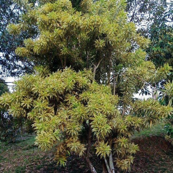 Dracaena reflexa Habitat