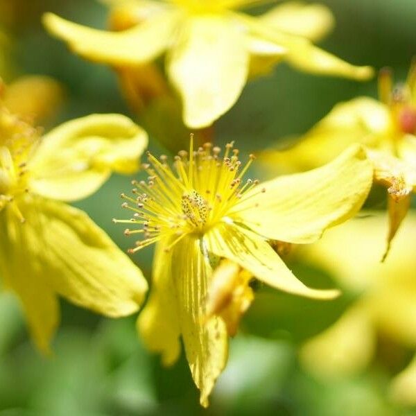 Hypericum maculatum 花