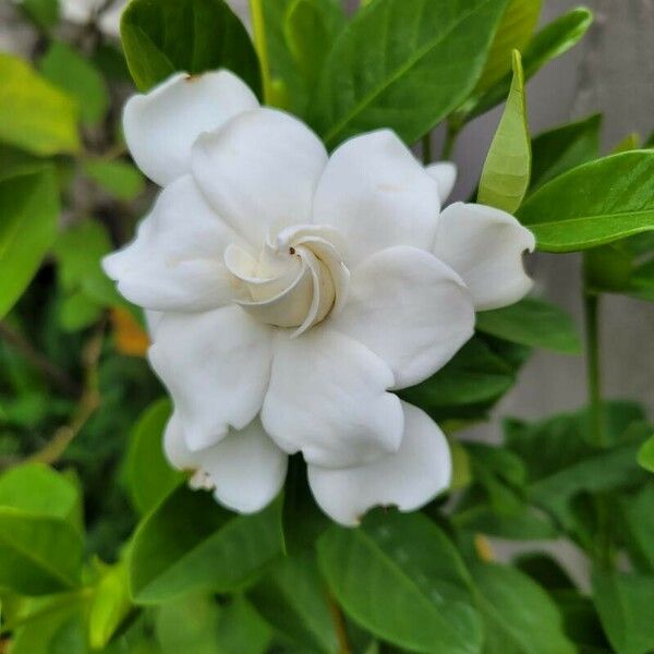Gardenia jasminoides പുഷ്പം