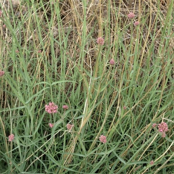 Centranthus angustifolius Habitatea