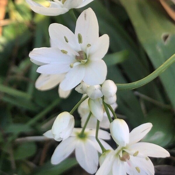 Allium neapolitanum Virág