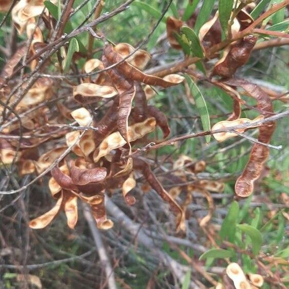 Acacia longifolia Плод