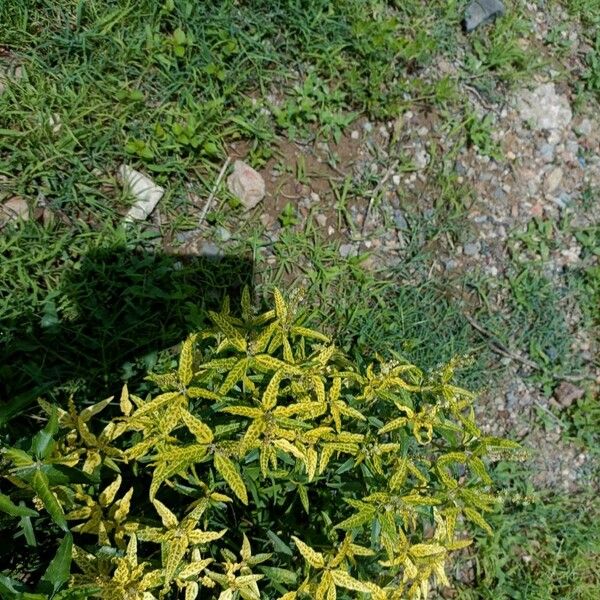 Croton bonplandianus Lapas