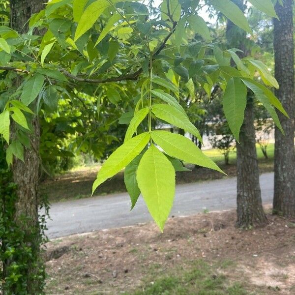 Carya illinoinensis Lapas