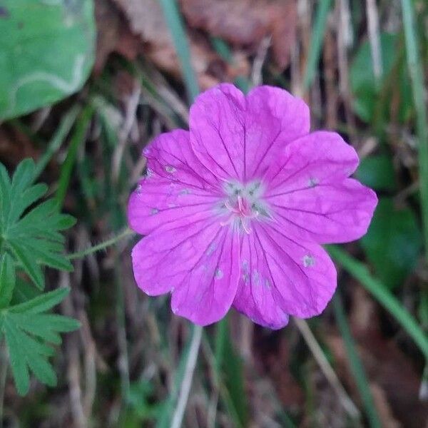 Geranium sanguineum Flower