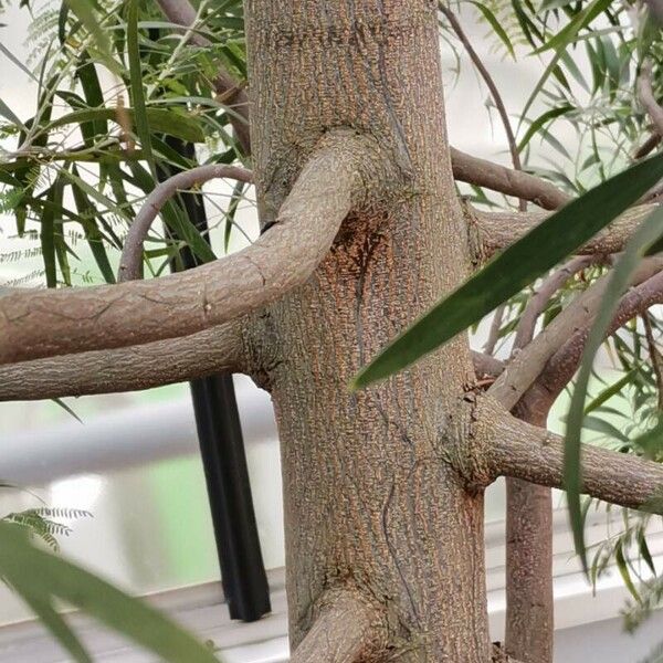 Acacia melanoxylon Bark