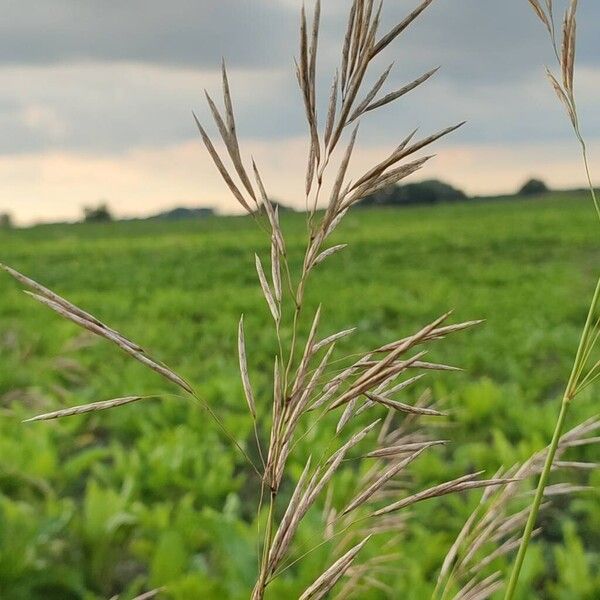 Bromus inermis 花