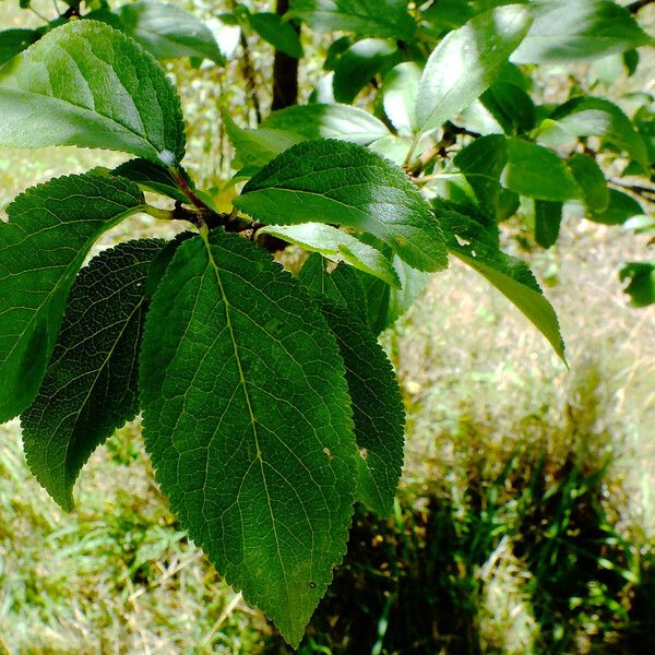 Prunus domestica পাতা