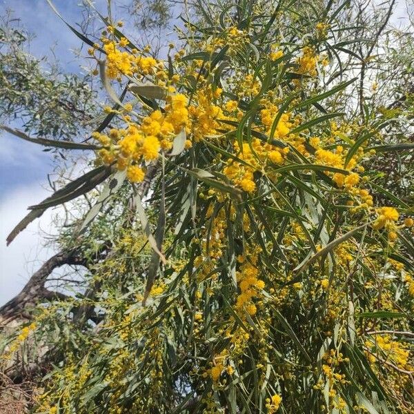 Acacia saligna Квітка