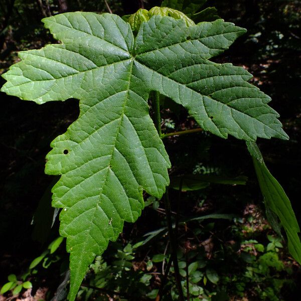 Acer pseudoplatanus Φύλλο