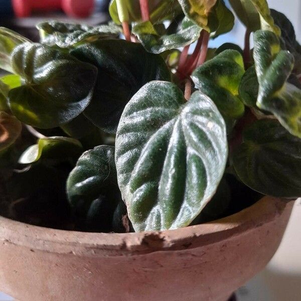 Peperomia caperata Levél