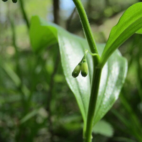 Polygonatum latifolium 花