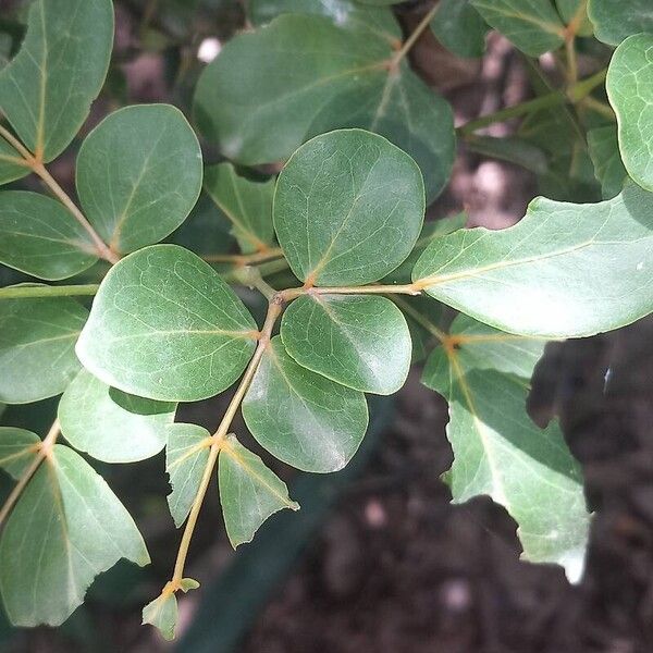 Guaiacum officinale Leaf