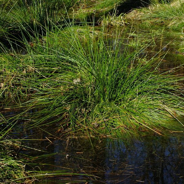 Juncus effusus Habit