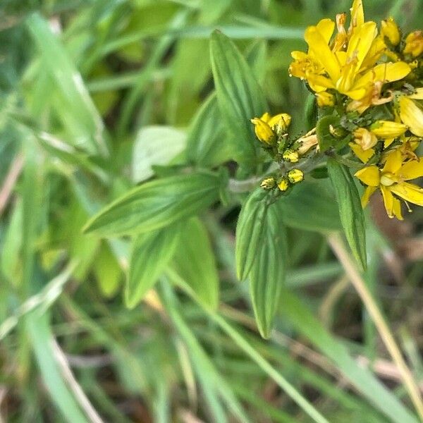 Hypericum hirsutum Blomma