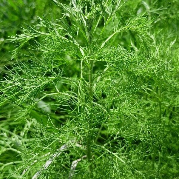 Artemisia abrotanum Frunză