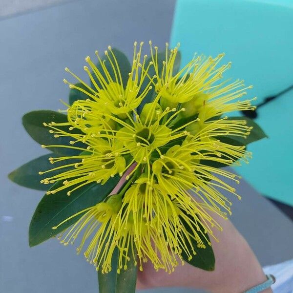 Xanthostemon pubescens Flower