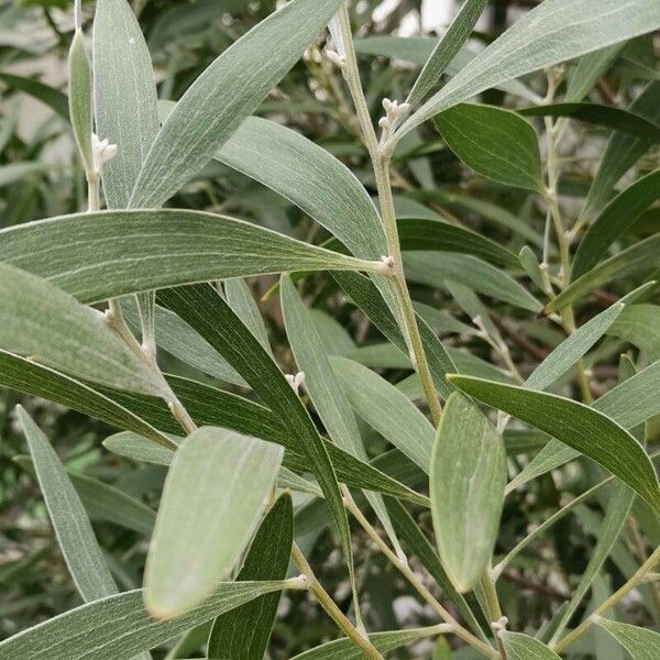 Acacia melanoxylon Leaf