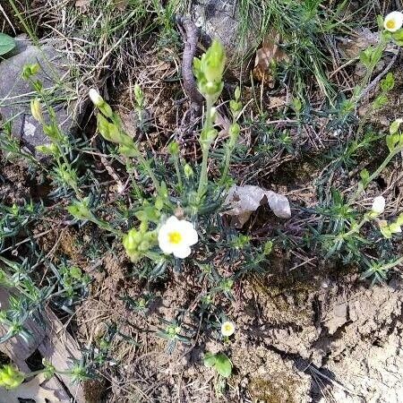 Cistus umbellatus Hábito